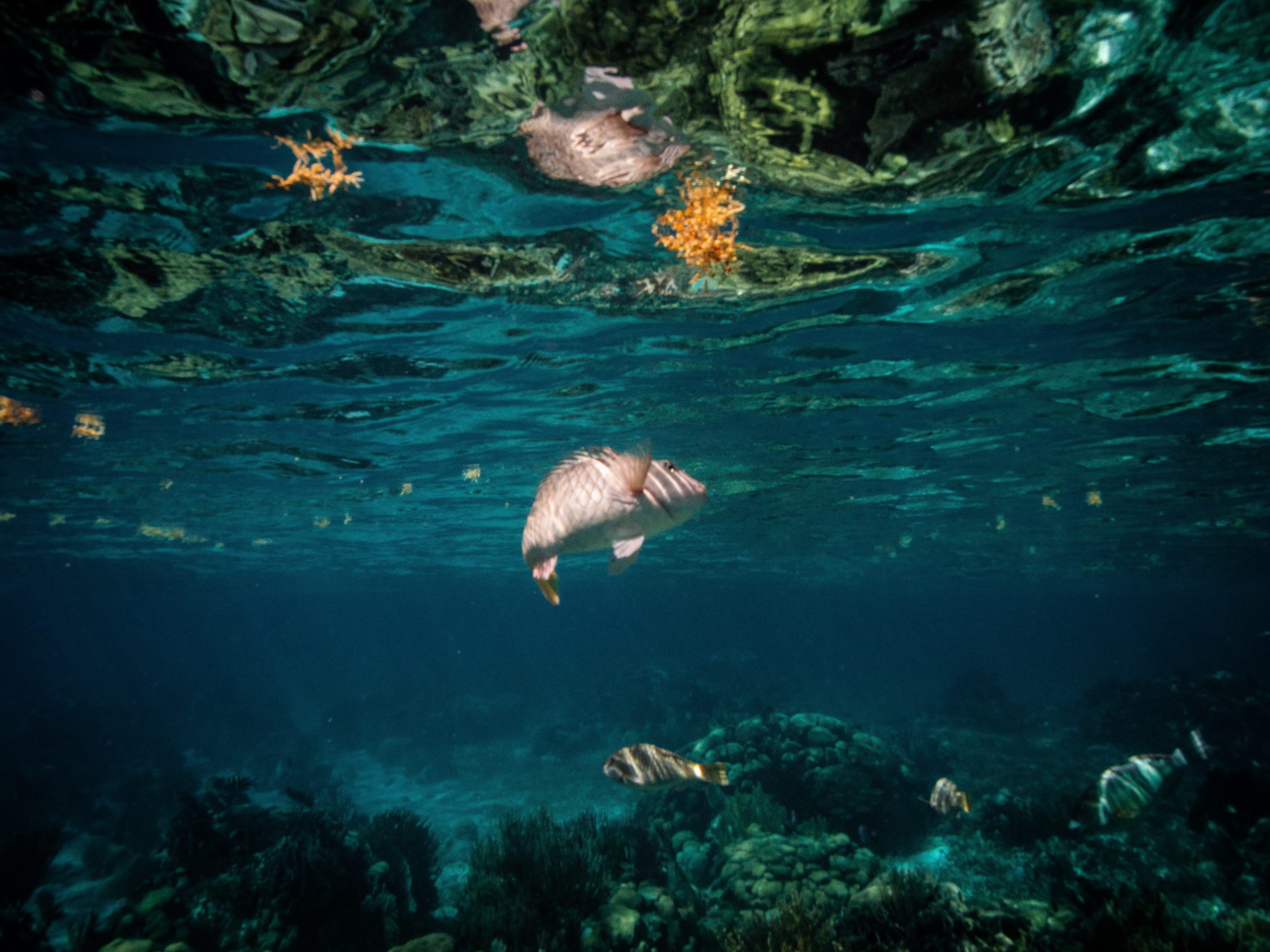 Los 5 Mejores Lugares Para Bucear Del Caribe - Bon Vivant